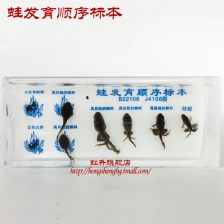 禾力教学设备 中药浸制标本在医药教学中的核心价值与应用